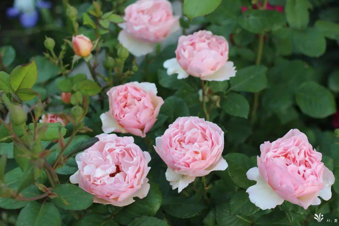 今年的最美月季,被他们种出来了!_品种_女王_瑞典