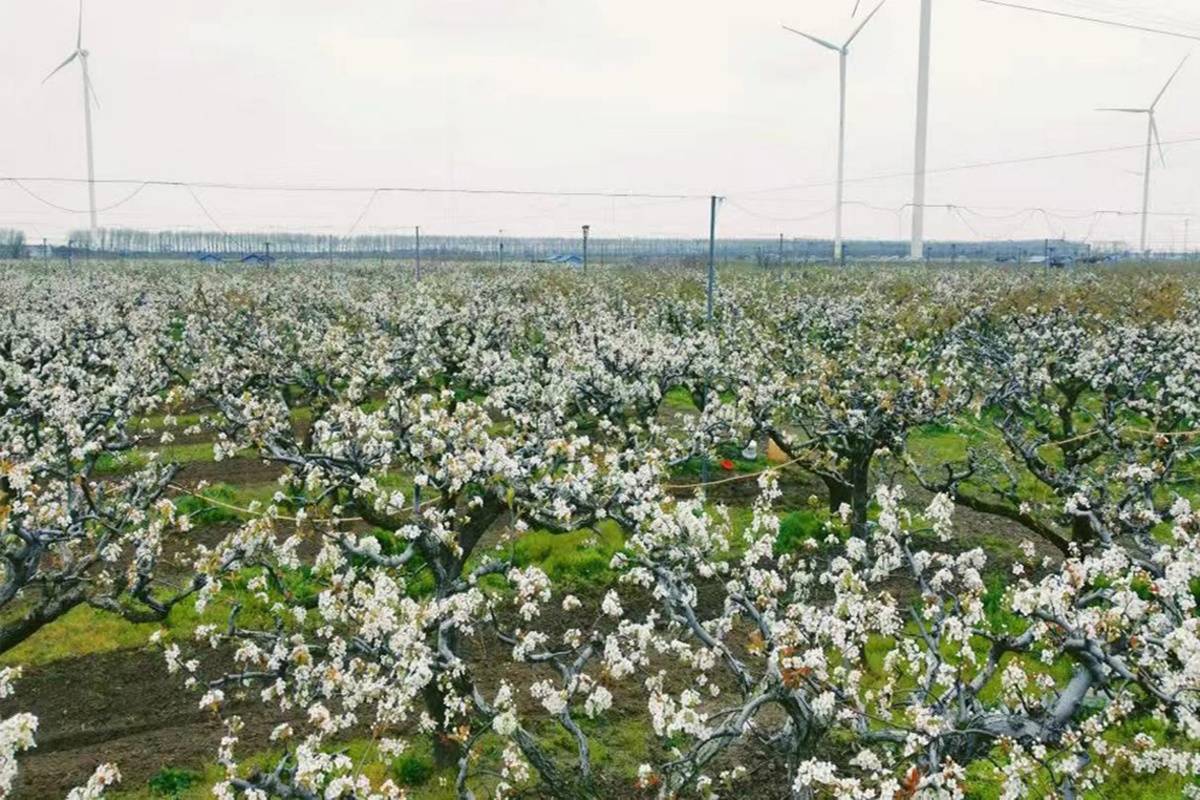 江苏如东:翠梨丰收果飘香 代表助推特色产业焕发新钱景