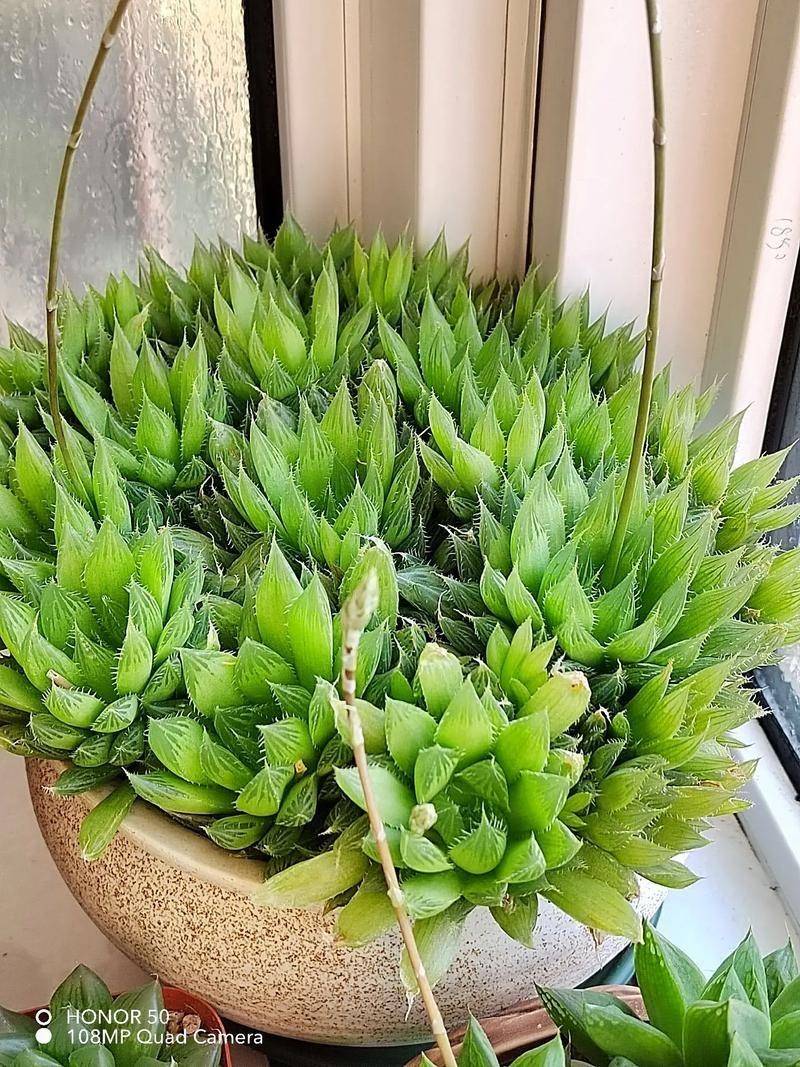 花,一百天不浇水也没问题,长势旺状态好很"美观大气"_开花_时间_植物