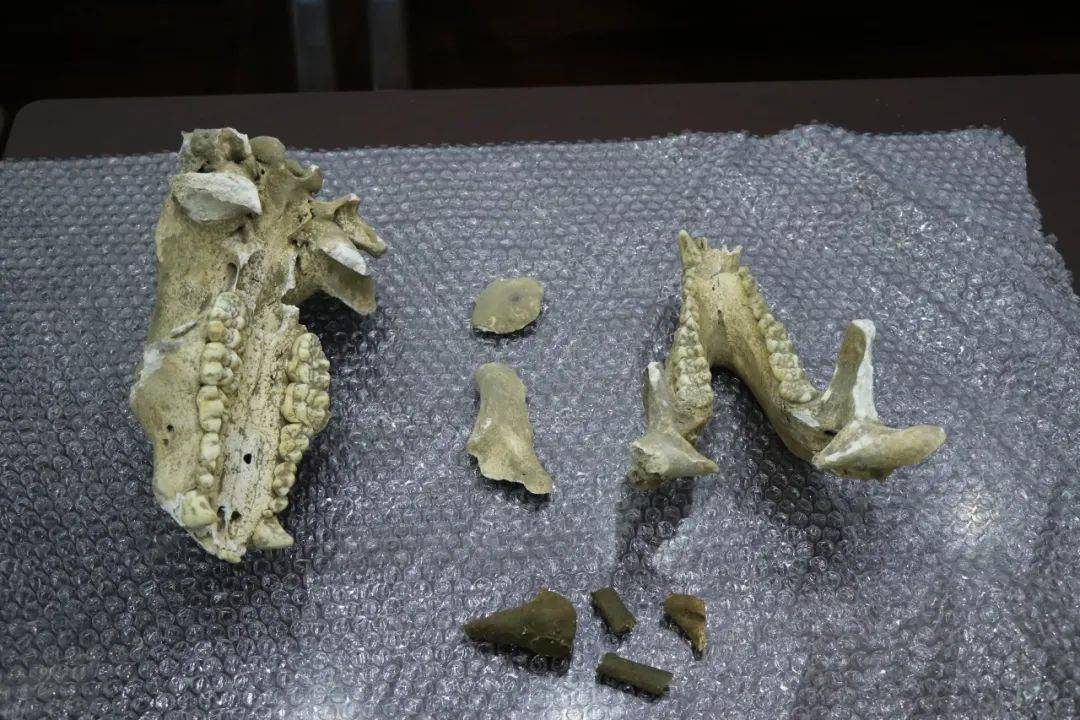 2006年,一疑似动物骨骼化石被当地村民在一溶洞内180米深处发现,但未