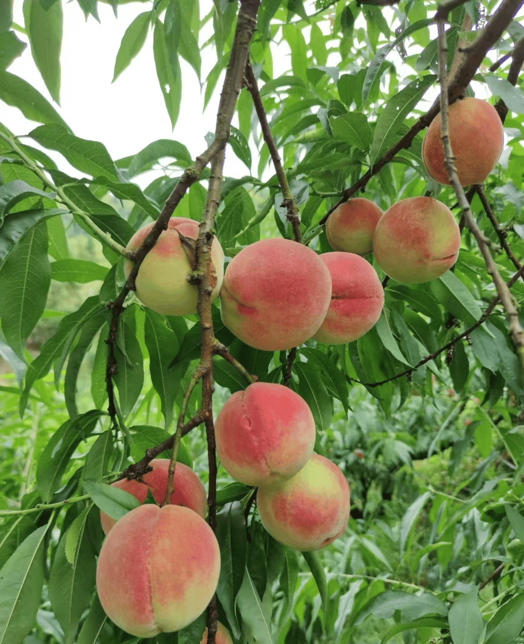 长寿之乡福建柘荣:富溪镇花坪村"水蜜桃"结出乡村振兴"致富果"