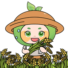 机轰隆作响,穿梭于一片片金黄稻田间,饱满的稻穗不停地被吸入机器中