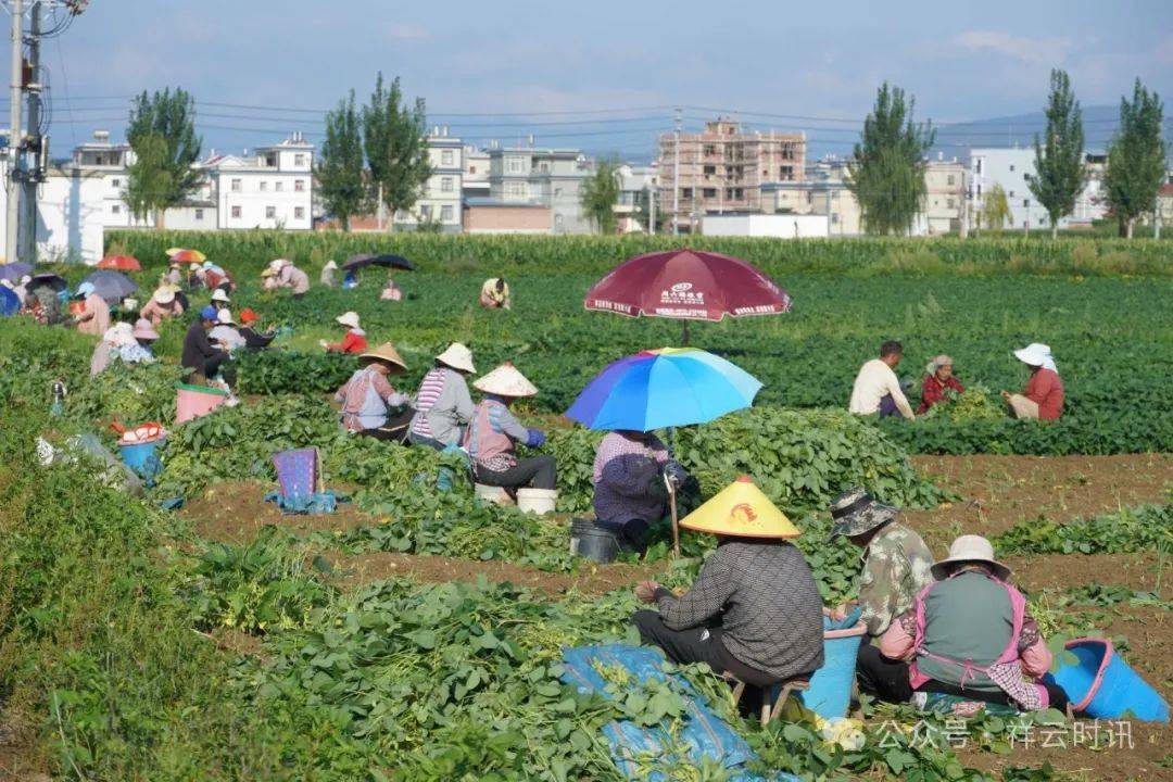 近年来,沙龙镇依托农业科技,集成推广良田良种良机良法,加强田间管理