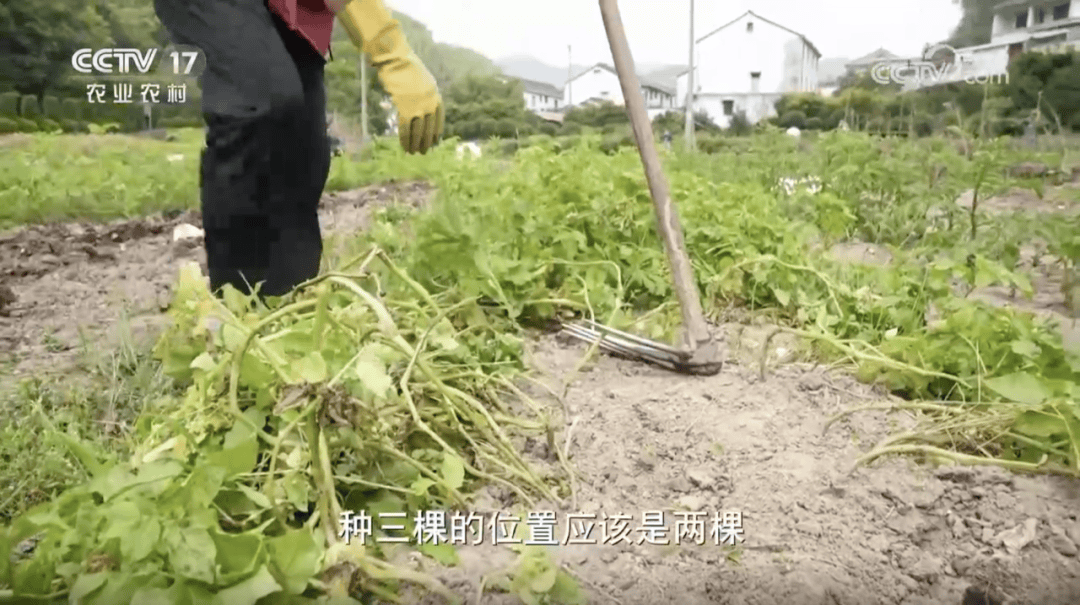 "南方小土豆"又来啦,越小越值钱!_个头_乒乓_种植户
