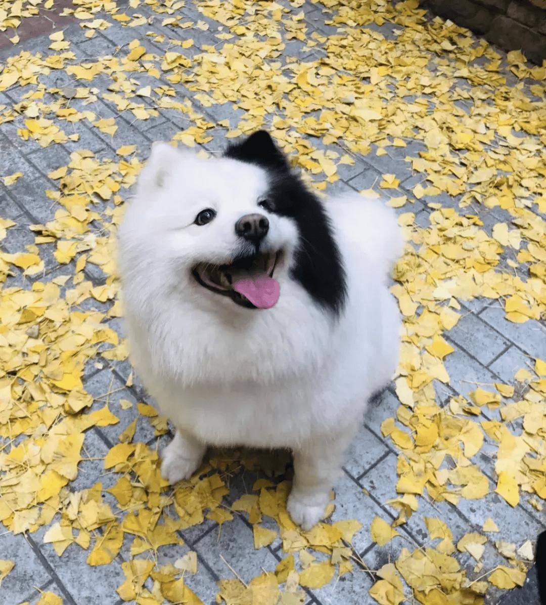 这些边牧混血宝宝,每个都是充满惊喜的双倍可爱哇_萨摩耶_狗狗_哈士奇