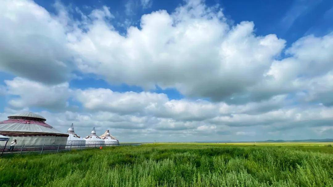 其它比如干枝梅等花期陆续登场)seaofflowers锡林郭勒大草原世界文化