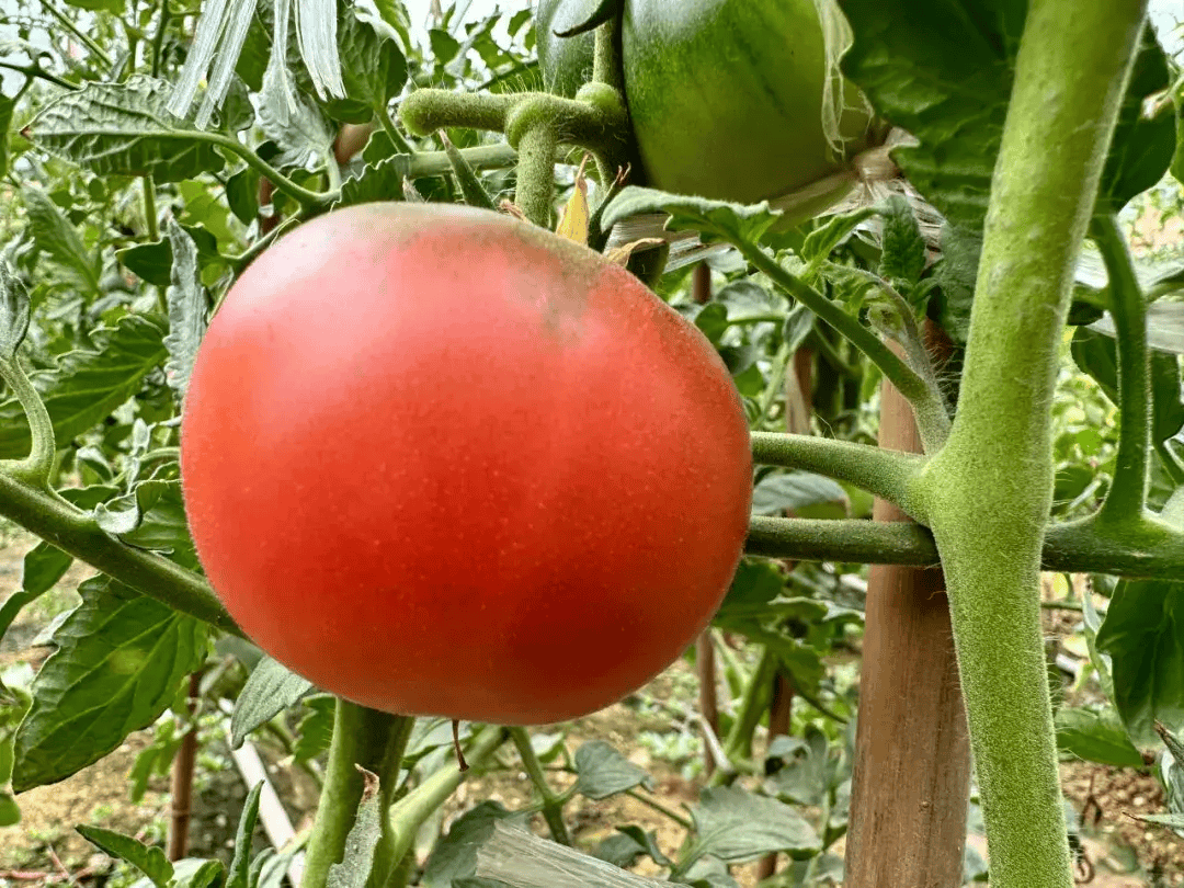 靖远刘川:高原夏菜蔬写致富好钱景