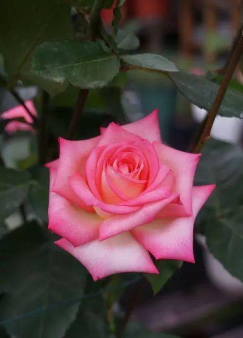 花中皇后——月季清白纯洁,玲珑又高