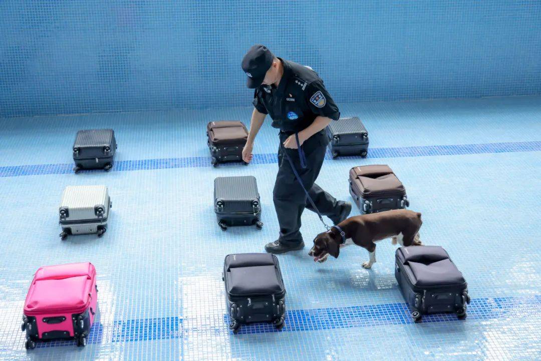 战友"优异成绩的训导员警犬技术比武中取得在2024年上海公安机关备战!