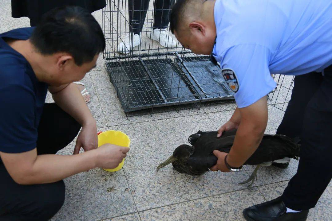 警民携手 救助国家一级保护野生动物黑鹳