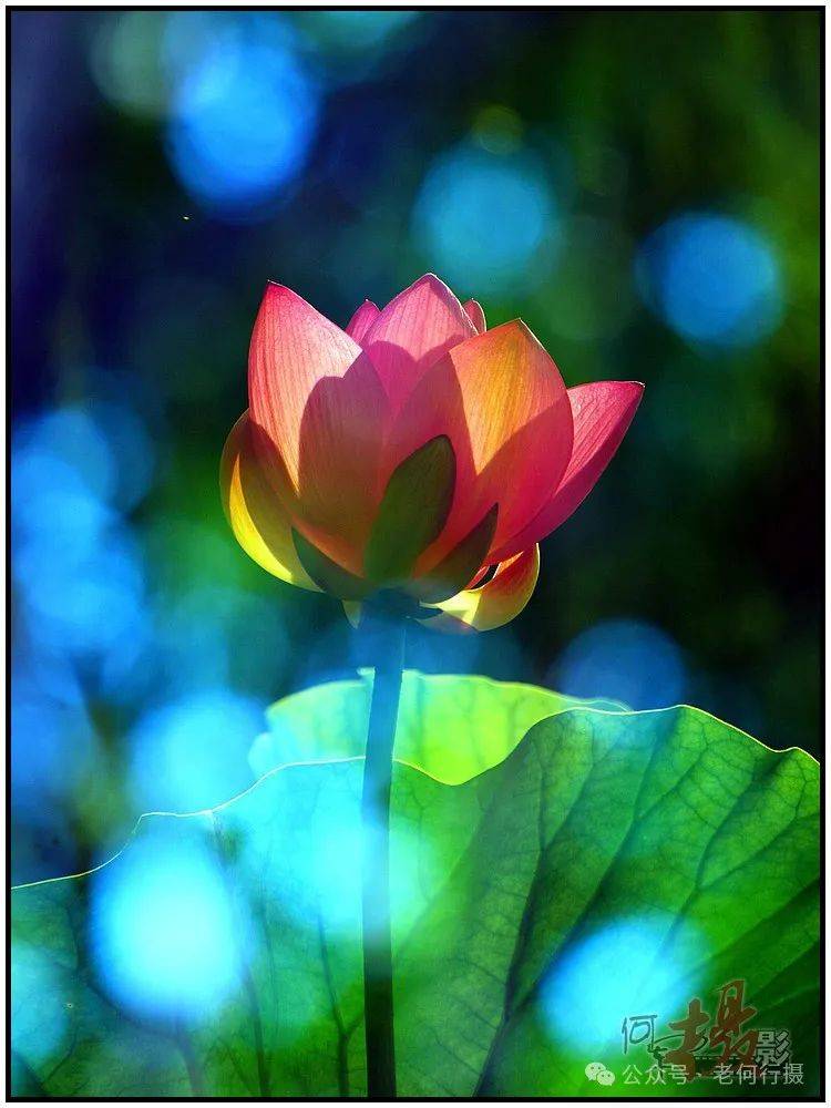 夏日莲莲看:逆光中的莲花_照片_荷花_图集