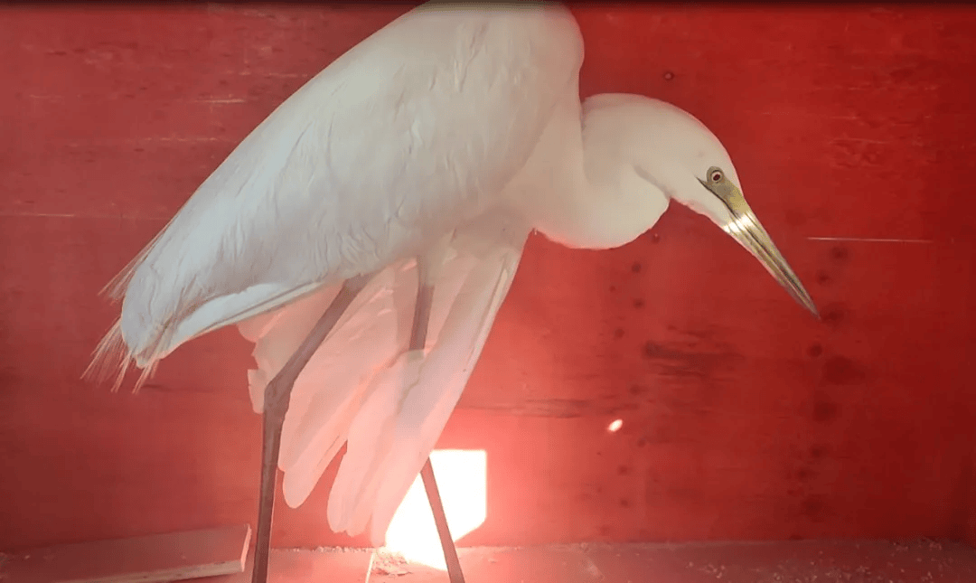 一身白纱古诗词里的白鹭琅琅上口的一行白鹭上青天两个黄鹂鸣翠柳扩散