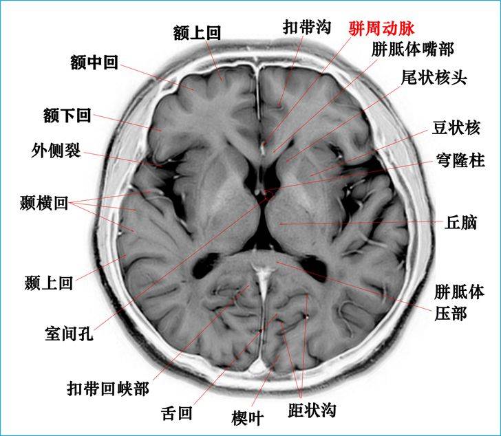 头部解剖图解大全图片