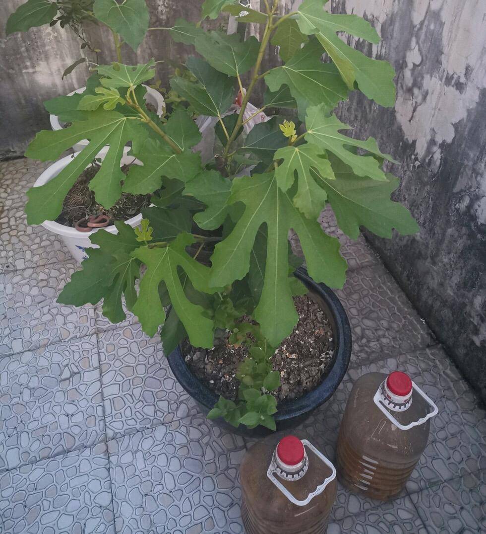 无花果图植株图片