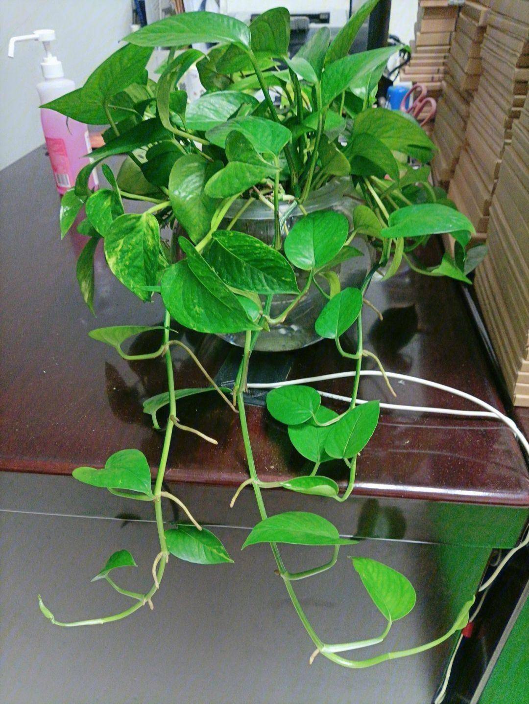 "6种"绿植不耐寒,冬季搬入室内养,年年翠绿茂盛,安全越冬!