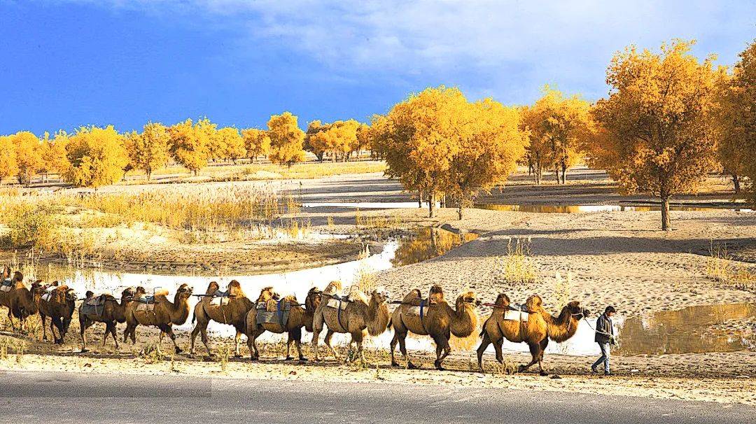 金秋南疆 | 罗布人村寨,塔里木胡杨林,库车老城,喀什古城,盘龙古道