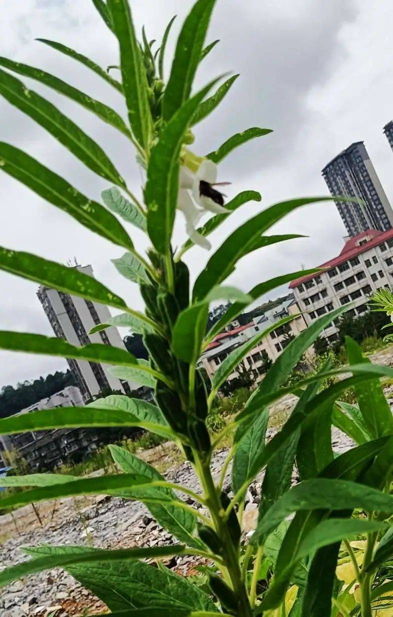 网友晒图:立秋后,芝麻开花节节高