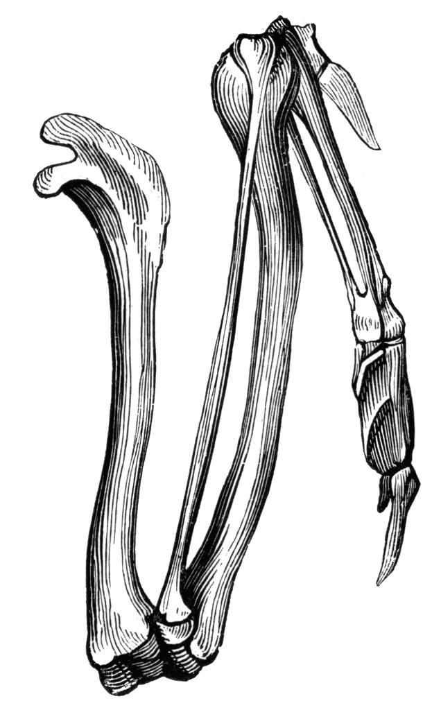 鸟类的祖先是恐龙,这你敢信?
