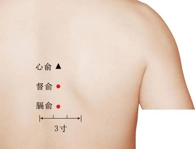 少阴俞的准确位置图片图片