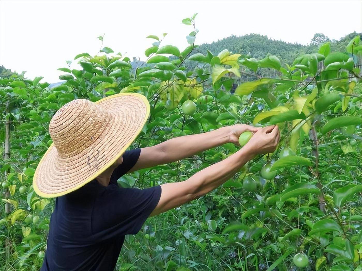 香波果种植图片