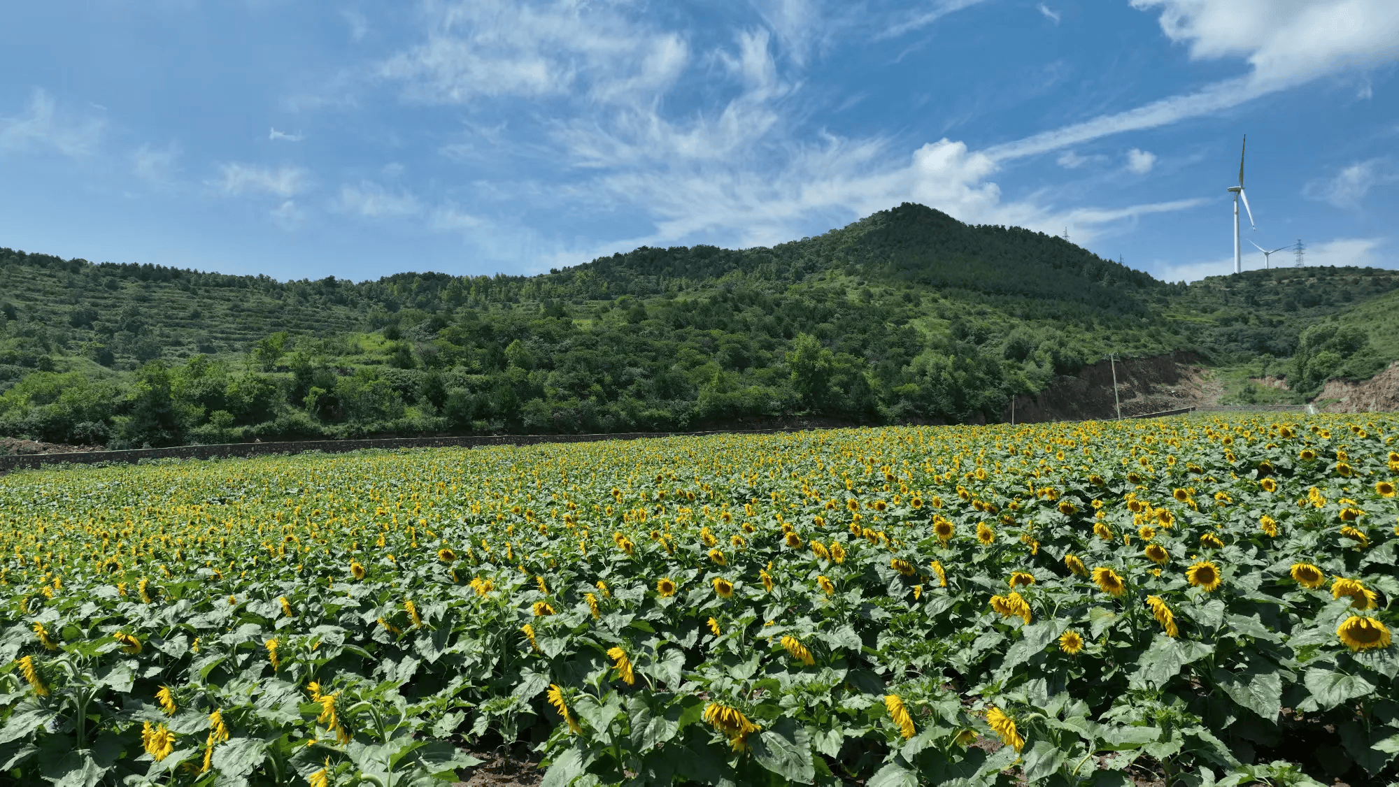 🌸极目新闻【4949澳门免费资料大全特色】_济南：巧用一根“绣花针”，穿起城市治理“万条线”！