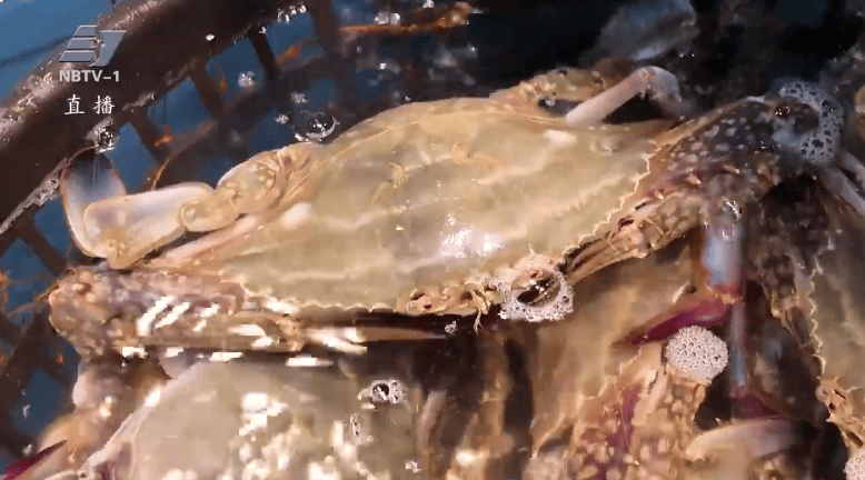 宁波这个市场最近火炎焱燚!一水奔着它去的!眼下卖到