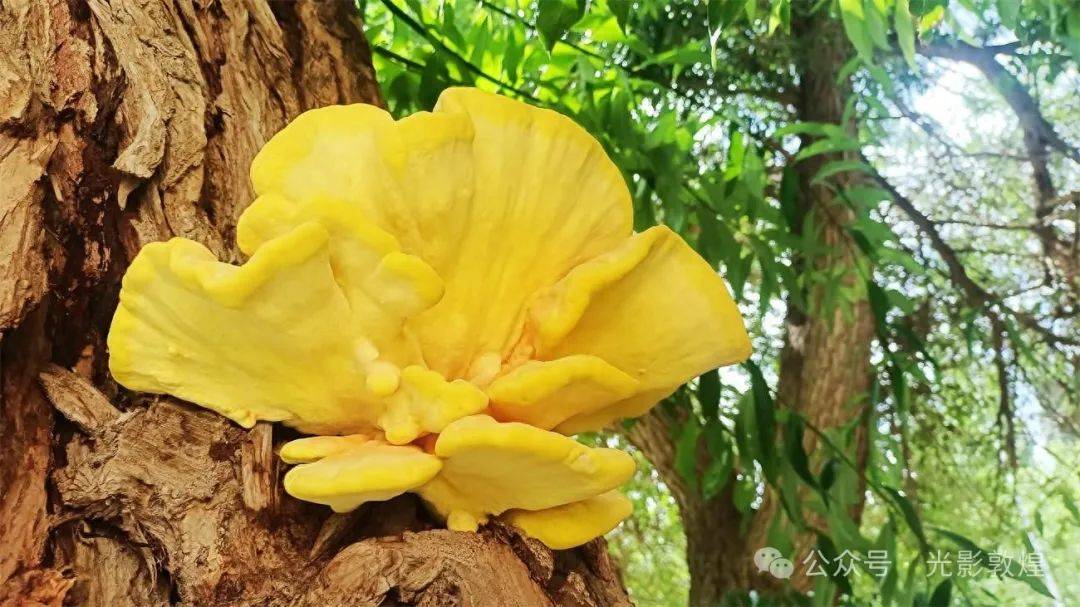 敦煌百年古树开"新花"