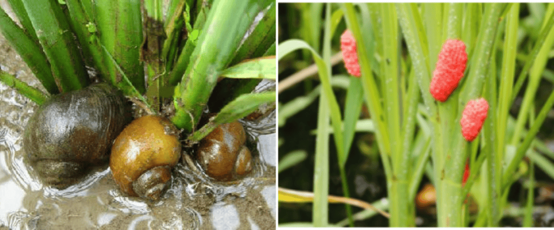 水稻症状红火蚁及蚁巢草地贪夜蛾(幼虫)及危害玉米症状(二)昆虫类三叶