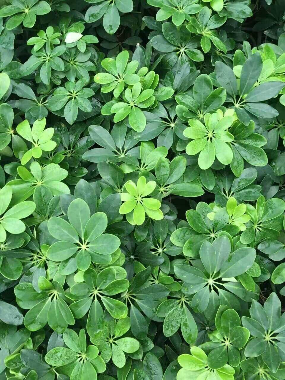 养"鸭脚木",这样一修剪,侧芽呼呼长,颜值高10倍,越长越疯