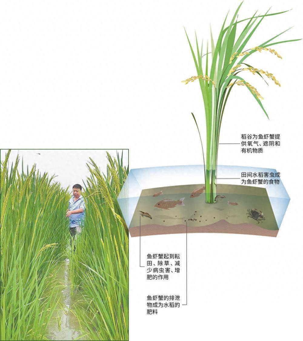 水稻田间试验设计方案图片