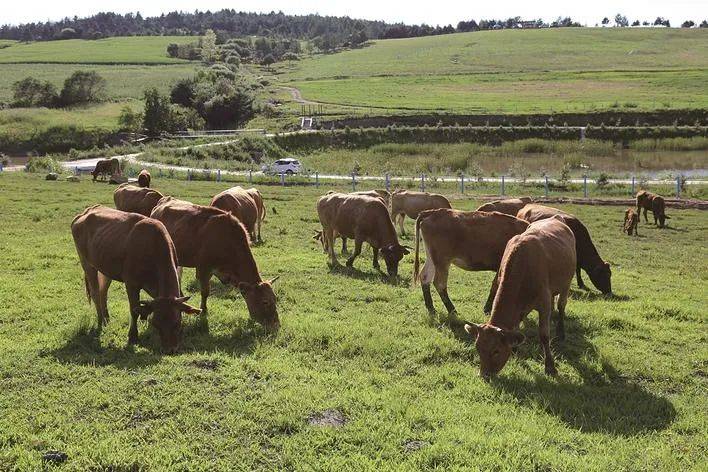 延边黄牛品种保护意义重大,该育种场担负着延边黄牛保种繁育的重任.