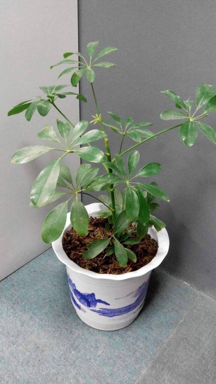 养"鸭脚木",这样一修剪,侧芽呼呼长,颜值高10倍,越长越疯_枝条_鸭掌