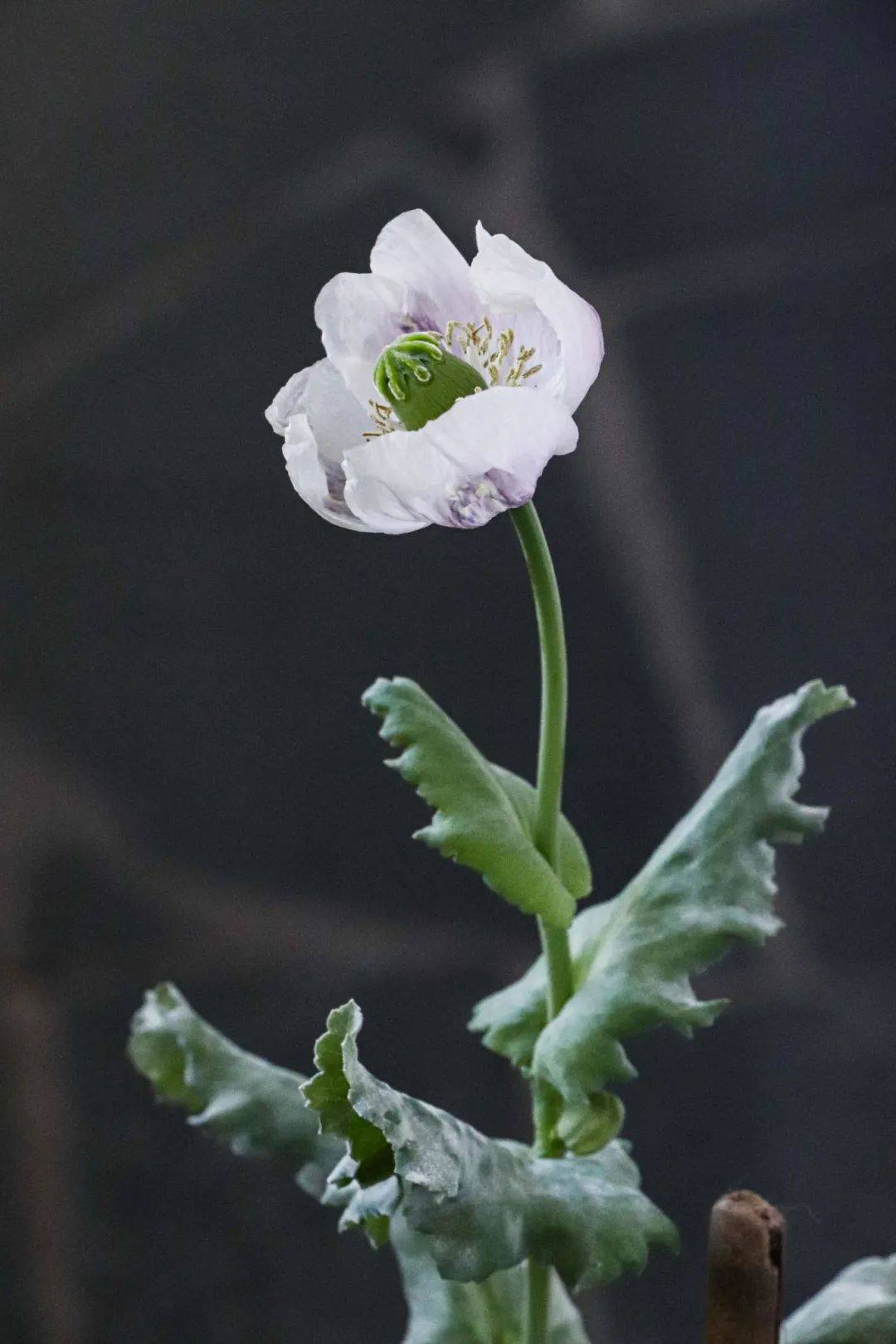 罂粟花图片唯美壁纸图片