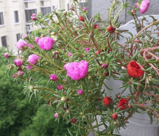 夏天有什么花开花图片