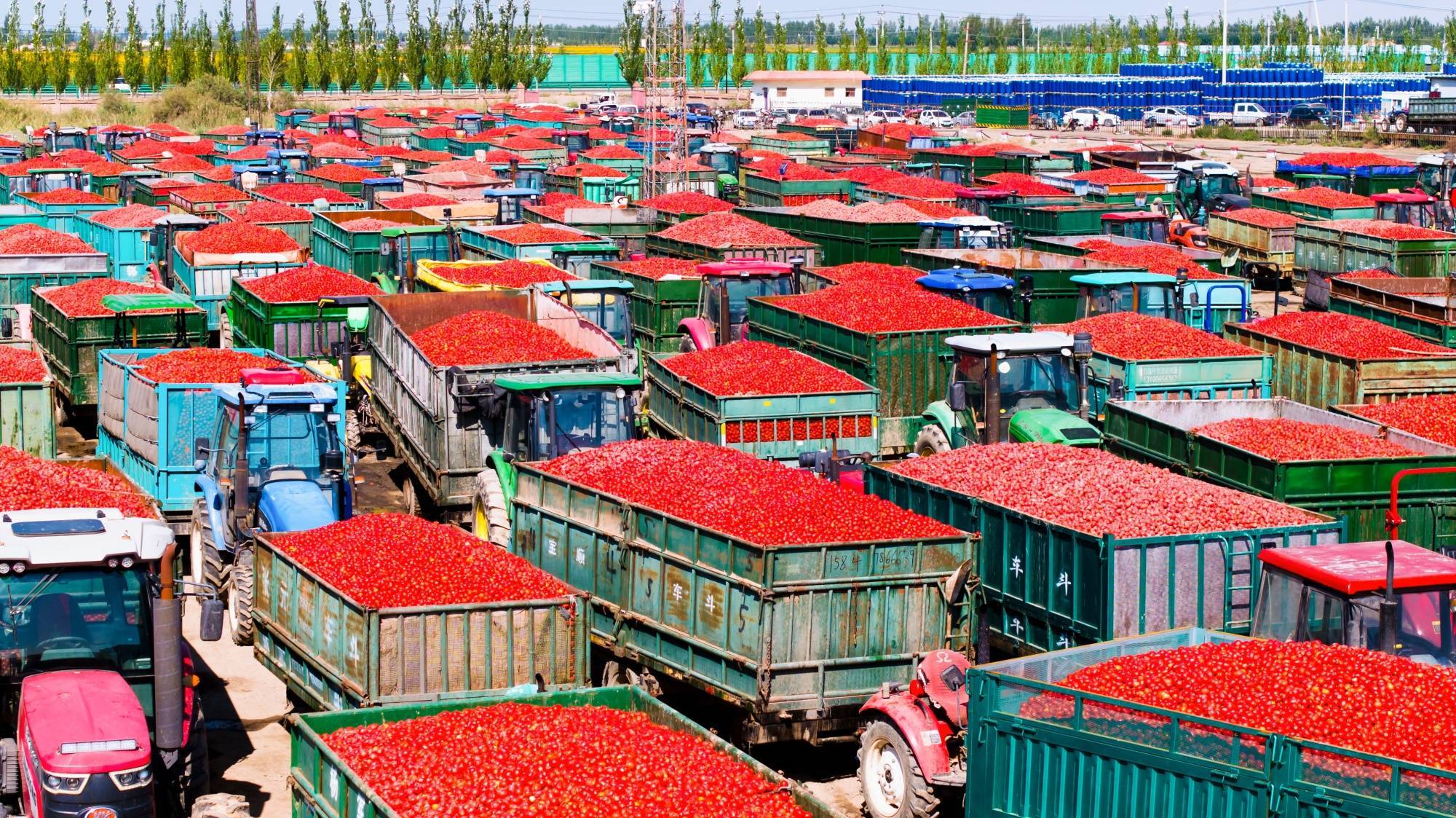 临河区:万亩番茄迎来成熟季 红红火火采收忙