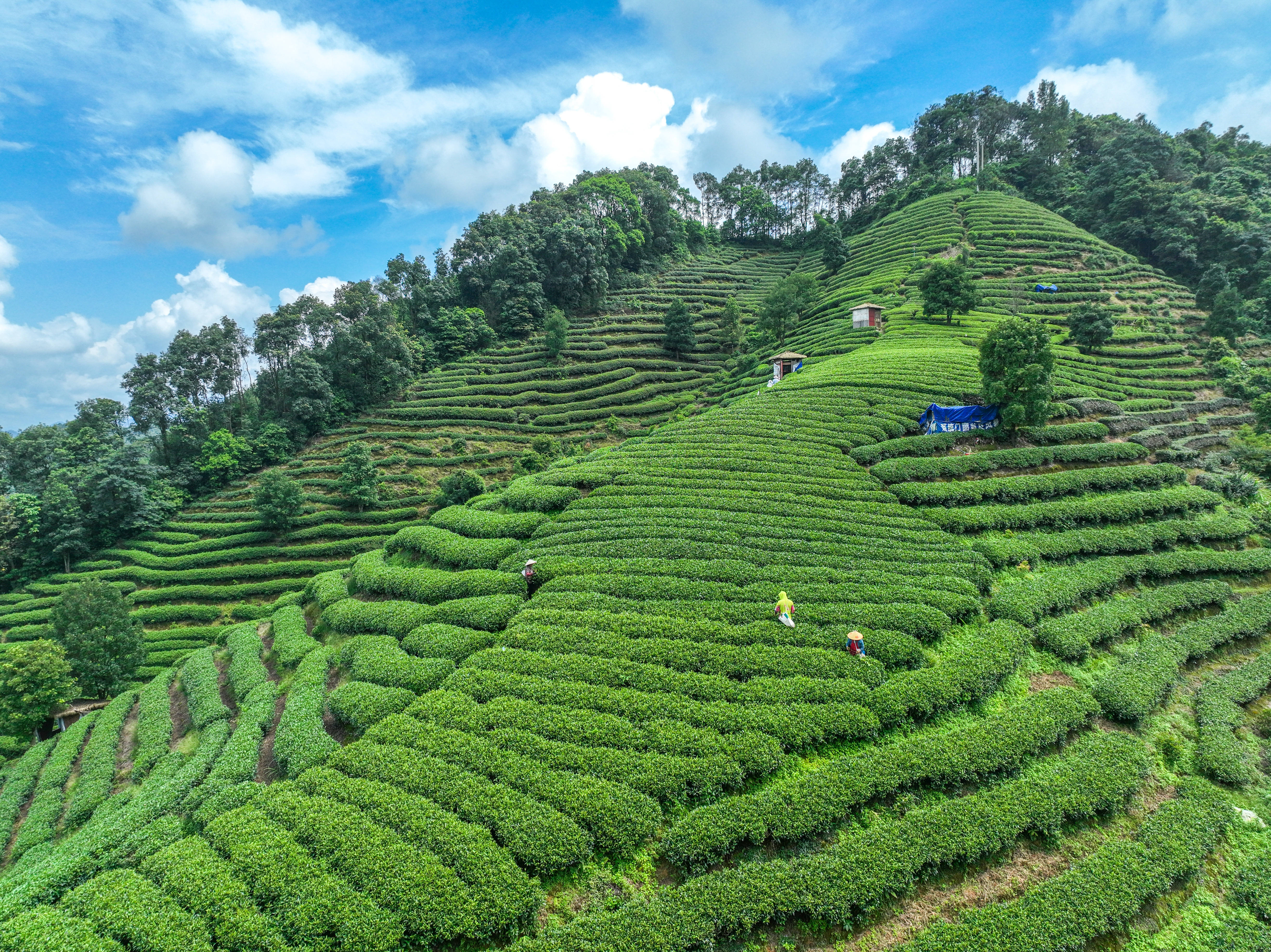 最美茶场图片图片