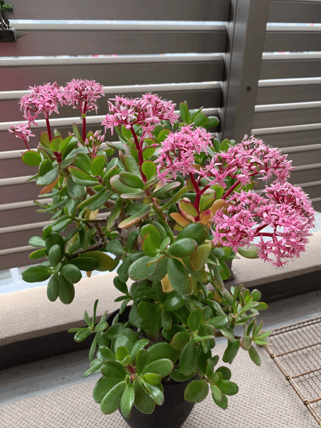 30年的玉树长啥样?晒给你看看,枝干比腿粗,满头都是花,太美了