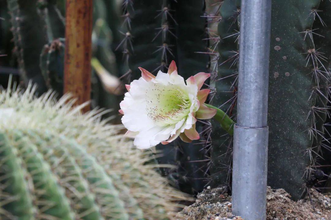 繁花上新!"神秘的秘鲁苹果"之称的秘鲁天轮柱开花了~就在这里