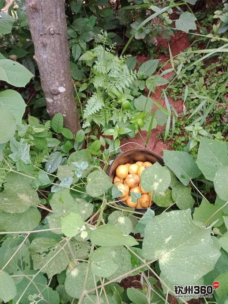 钦州人,这种果子你吃过吗?据说叫岭南山竹