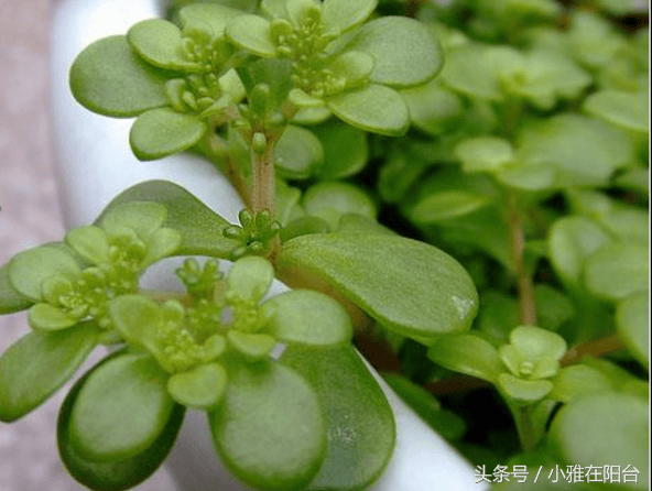 这个野菜是天然高钾食物,种几盆,年年可摘,好吃可口!