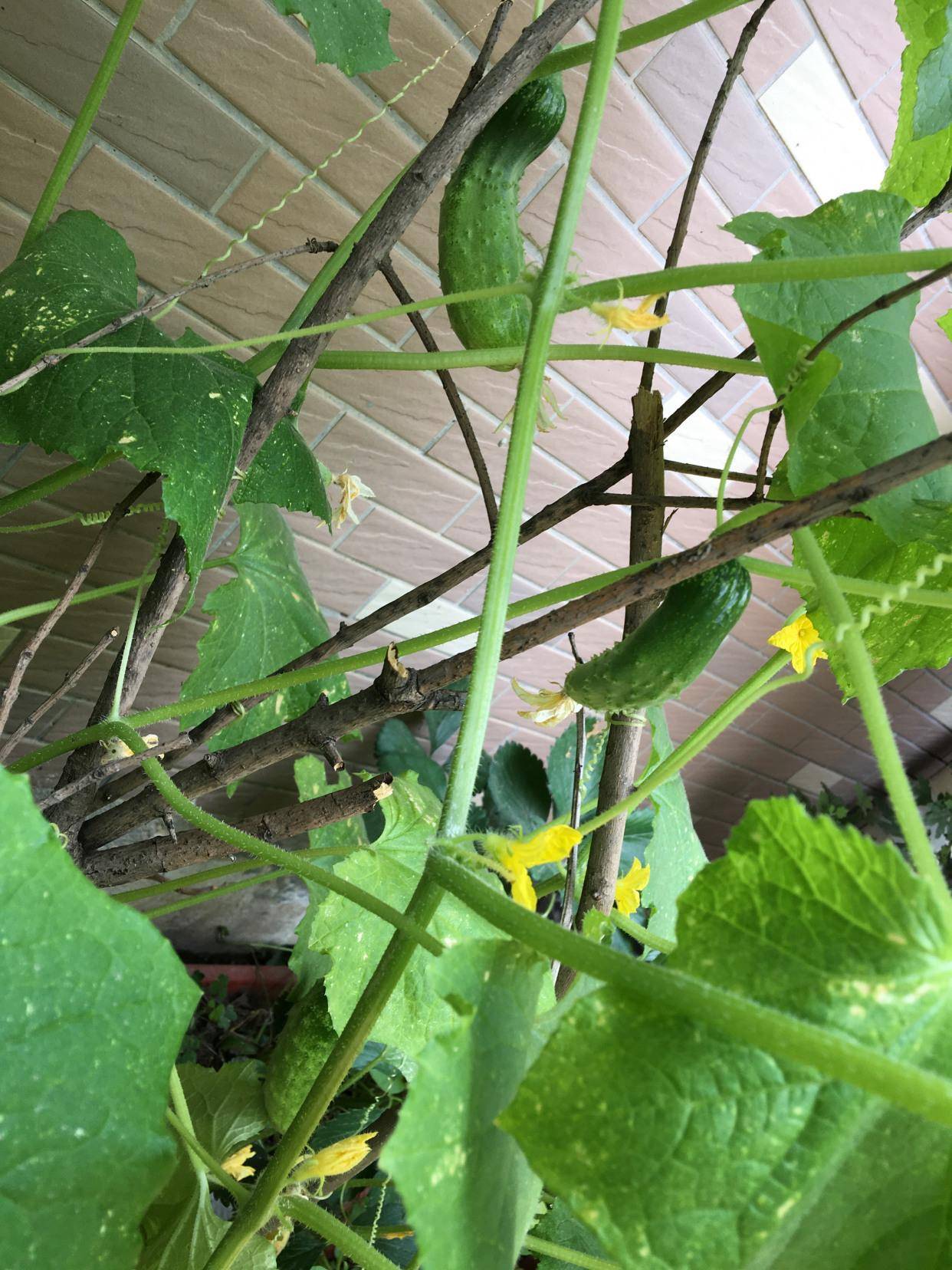 黄瓜阳台种植的全过程图片