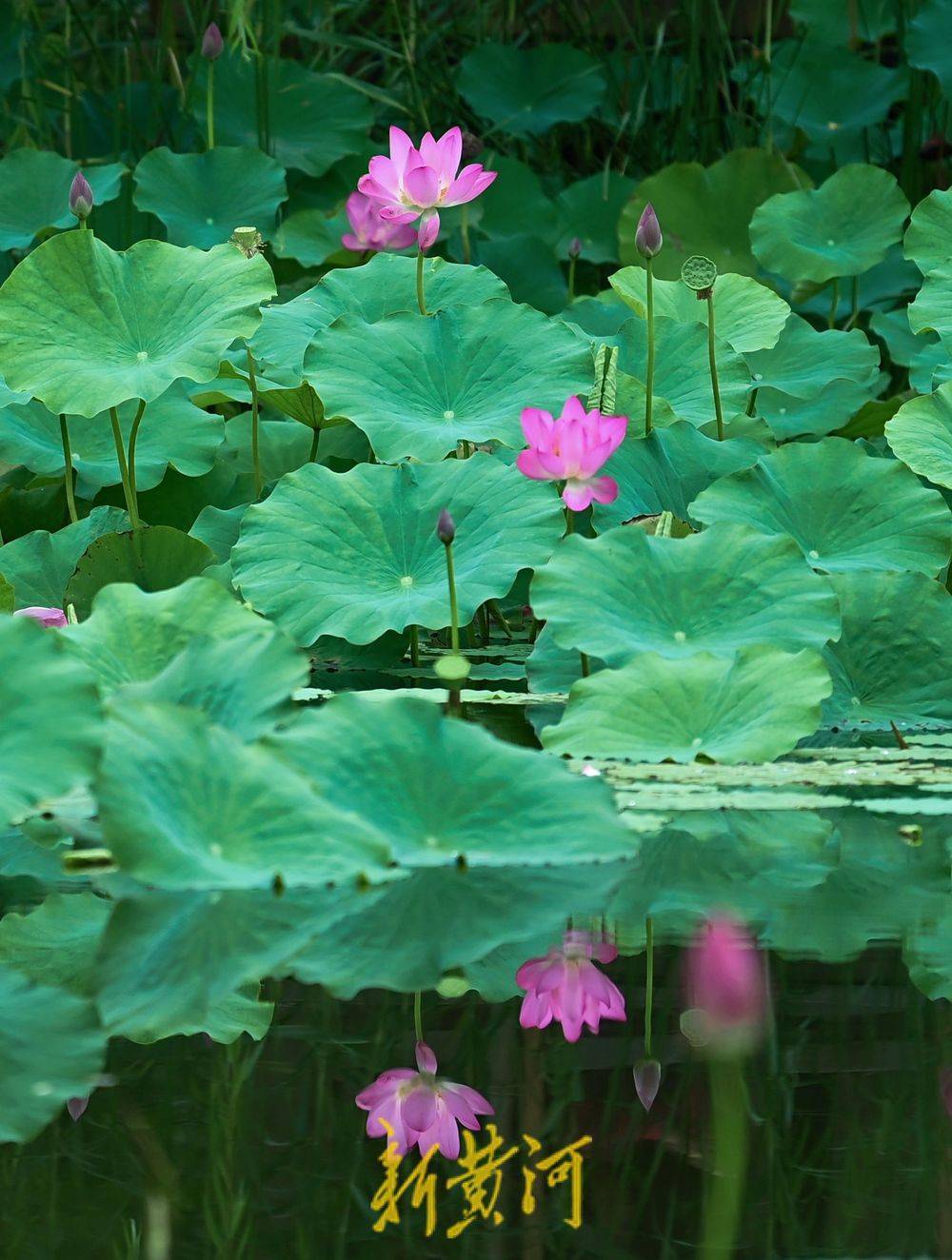 泉城雨后秋荷别有韵味