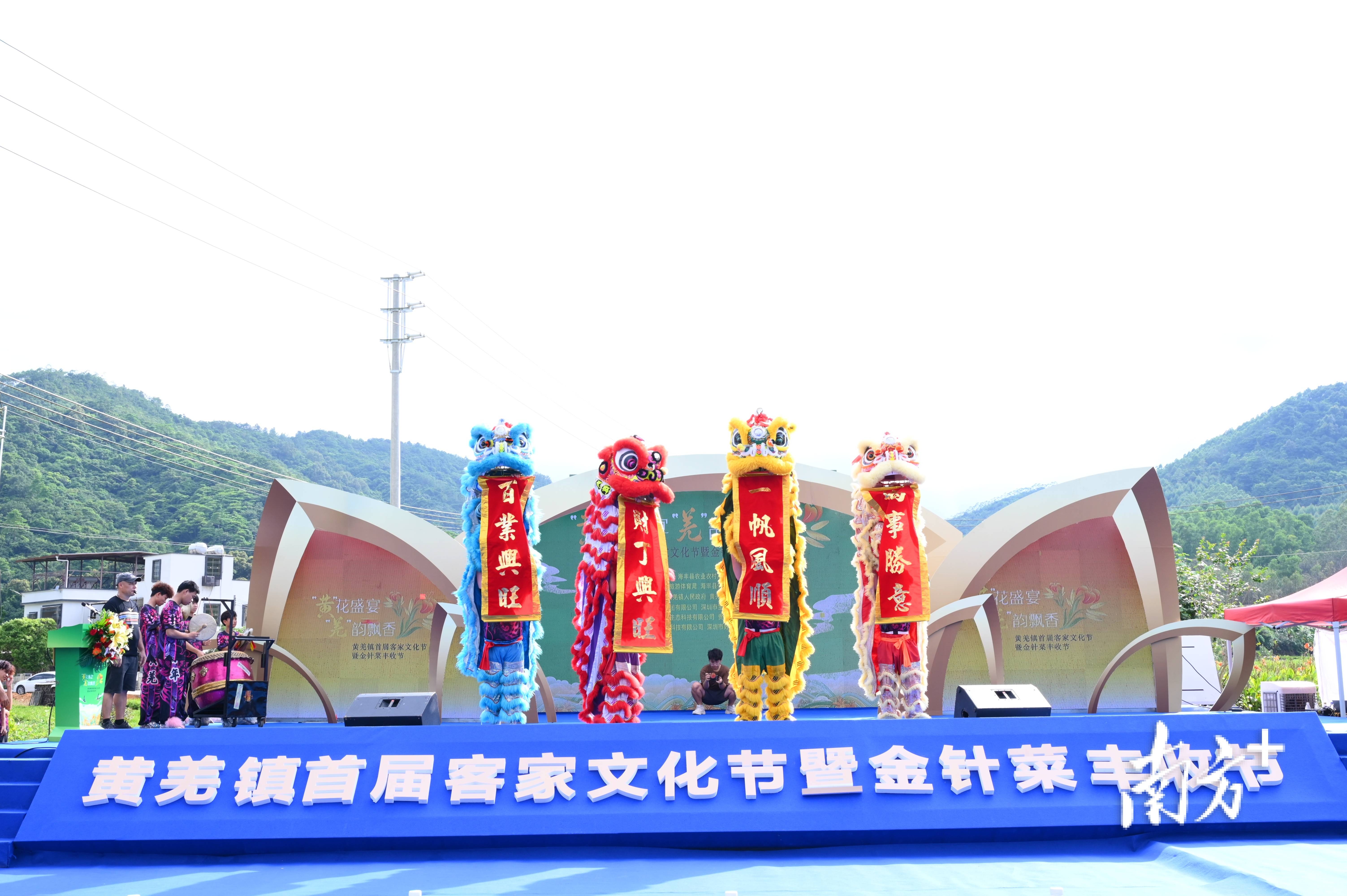 拓宽金针菜销路!海丰县黄羌镇入户联心解民困