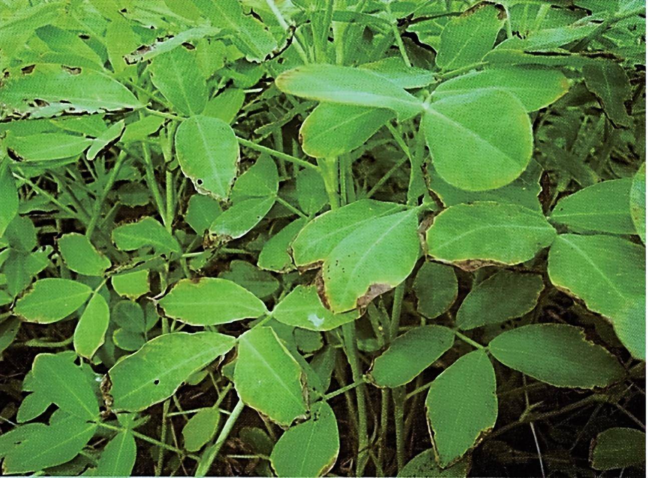 花生缺乏什么营养元素?高清图片,一看就清楚!