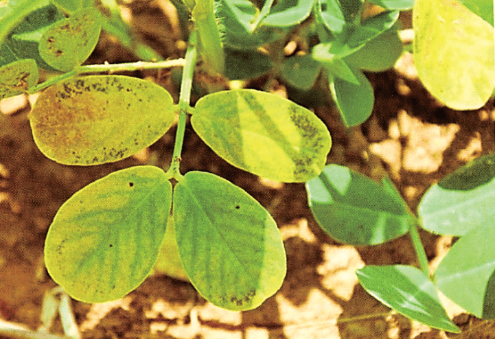 花生缺镁的症状解决方案:叶面喷施 0.5% 硫酸镁溶液