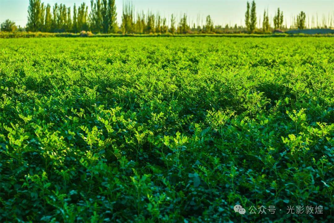 敦煌700亩甘草长势喜人_肃州镇_杨家堡_种植