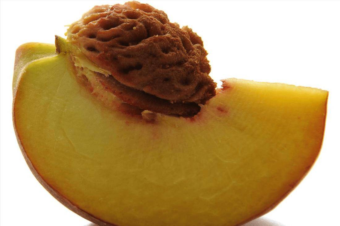 梨核是润肺生津的"千金良药"?这3种果核可以入药,不要丢了