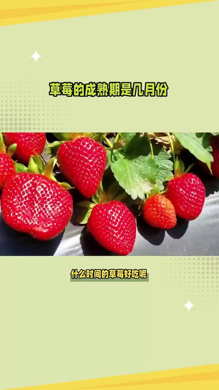 草莓什么季节成熟水果图片