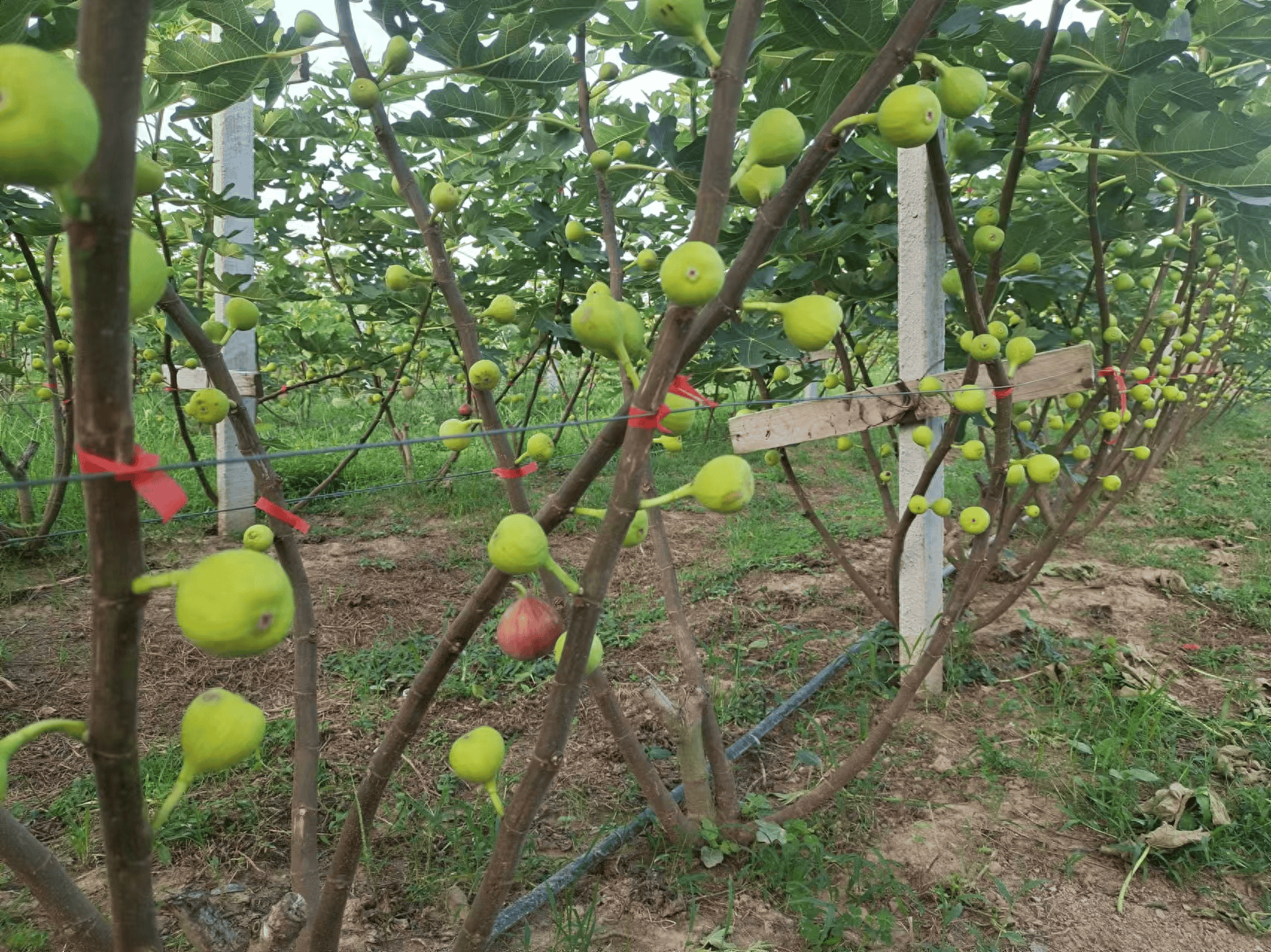 商城:“林果之乡”飘果香_种植_王店_发展