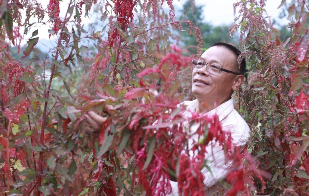 快看!白鹿顶村首批试种的台湾红藜麦丰收了